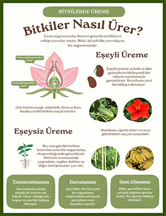 Bitkilerde Üreme Okul Posteri