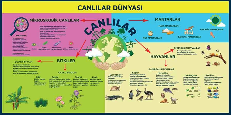 Canlılar Dünyası Okul Posteri