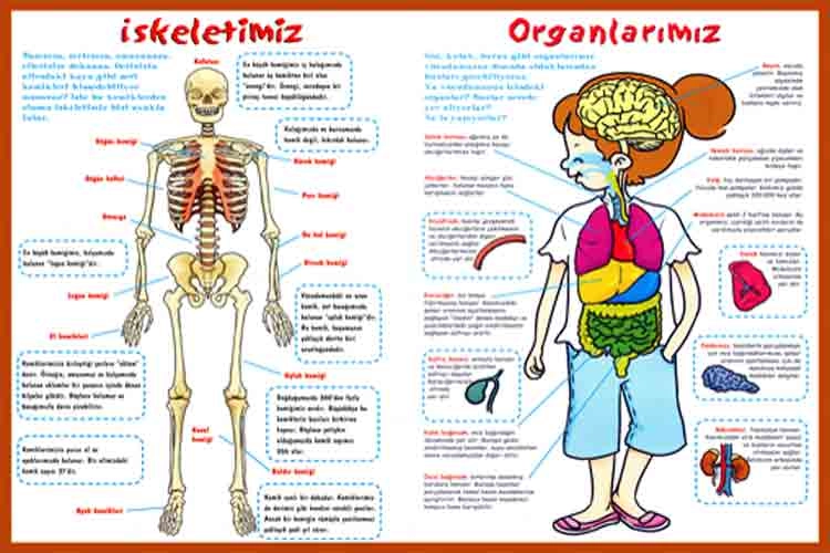İskeletimiz Ve Organlarımız Okul Posteri