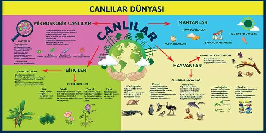 Canlılar Dünyası Okul Posteri