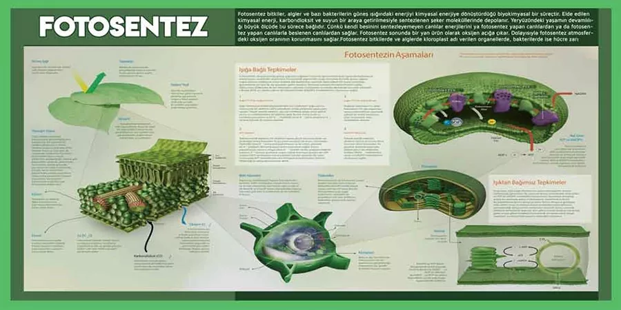 Fotosentez Okul Posteri
