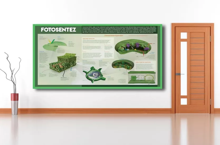 Fotosentez Okul Posteri