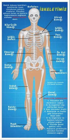 İskelet Sistemi Okul Duvar Görseli