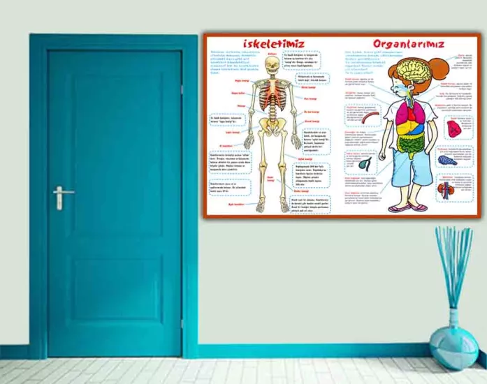 İskeletimiz Ve Organlarımız Okul Posteri