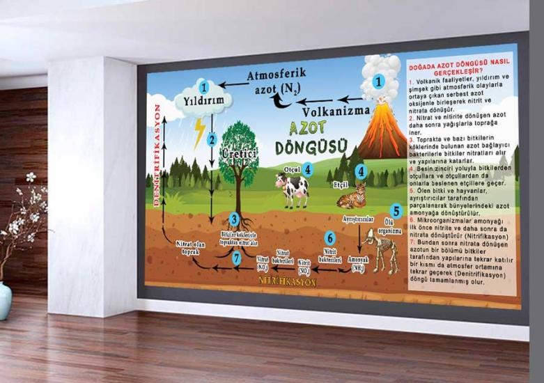 Azot Döngüsü Okul Duvar Görseli