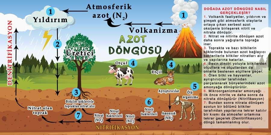 Azot Döngüsü Okul Duvar Görseli