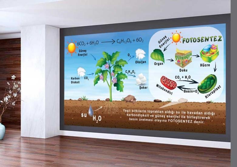 Fotosentez Okul Duvar Görseli