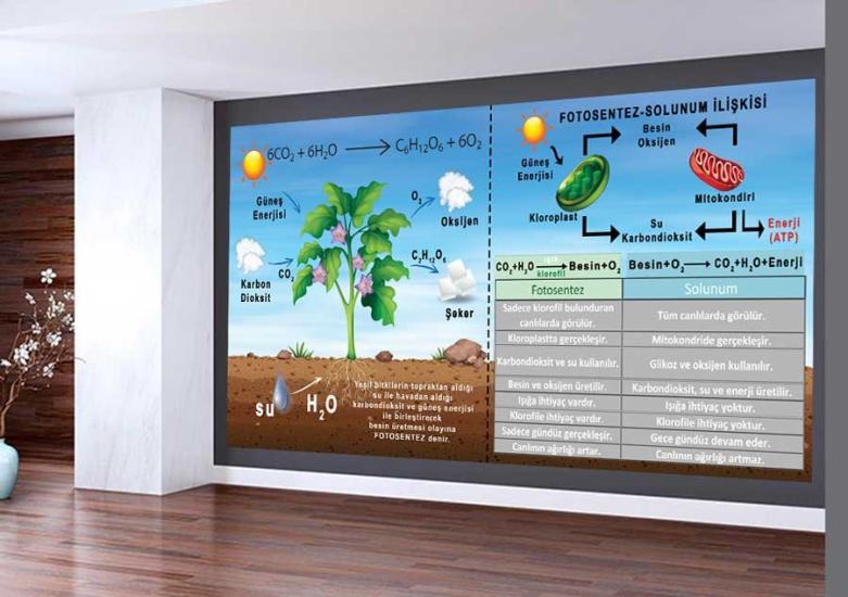 Fotosentez Okul Duvar Görseli
