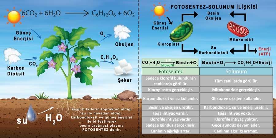 Fotosentez Okul Duvar Görseli