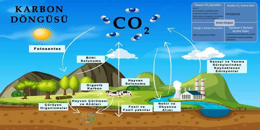Karbon Döngüsü Okul Duvar Görseli
