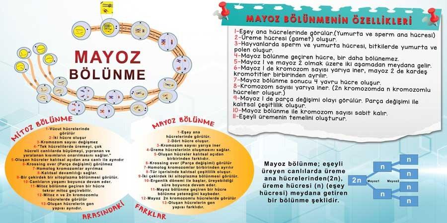 Mayoz Bölünme Okul Duvar Görseli