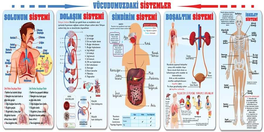 Vücudumuzdaki Sistemler Okul Duvar Görseli