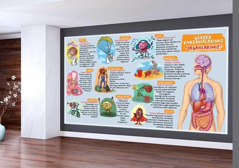 Organlarımız Okul Duvar Görseli