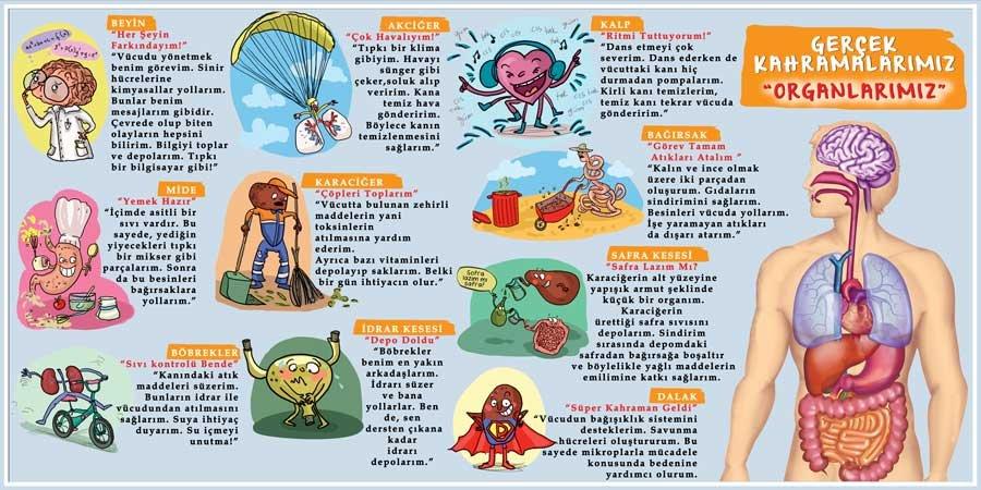 Organlarımız Okul Duvar Görseli