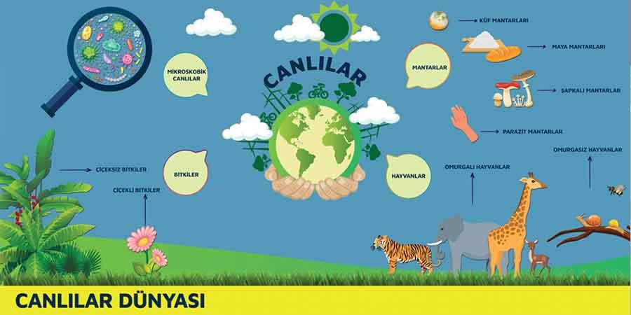 Canlılar Dünyası Okul Posteri