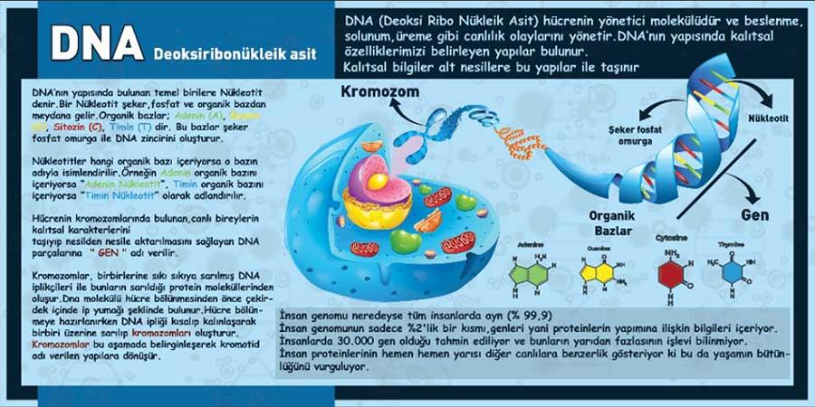 DNA Yapısı Özellikleri Okul Posteri