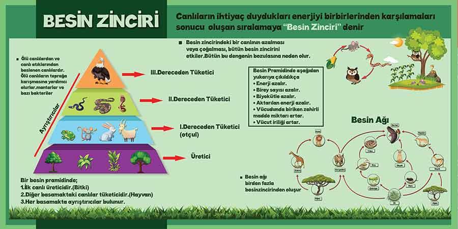 Besin Zinciri Okul Posteri