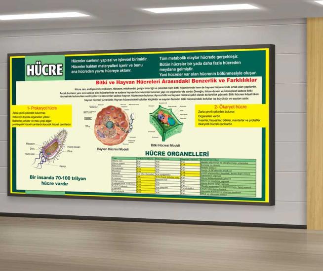 Hücrenin Yapısı Ve Özellikleri Okul Posteri