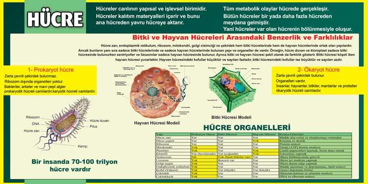 Hücrenin Yapısı Ve Özellikleri Okul Posteri
