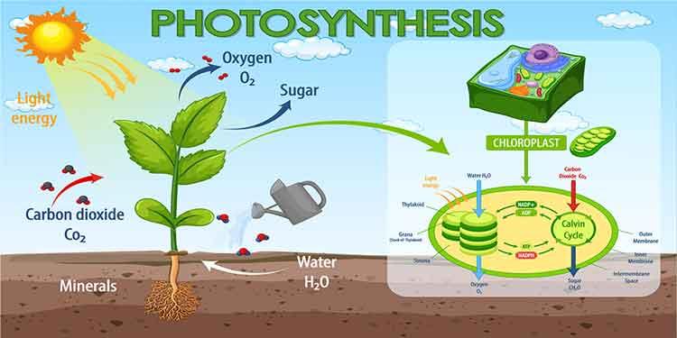 Photosynthesis Okul Posteri