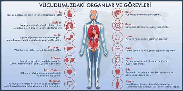 Vücudumuzdaki Organlar ve Görevleri Okul Posteri