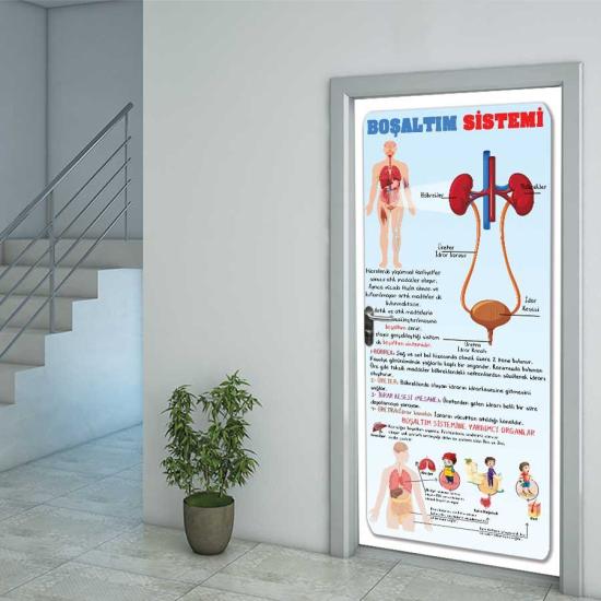 Fen Bilimleri Boşaltım Sistemi Kapı Giydirme