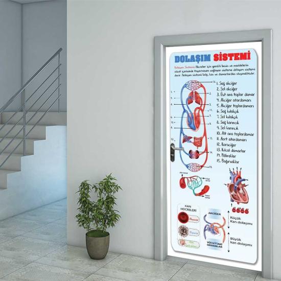 Fen Bilimleri Dolaşım Sistemi Kapı Giydirme