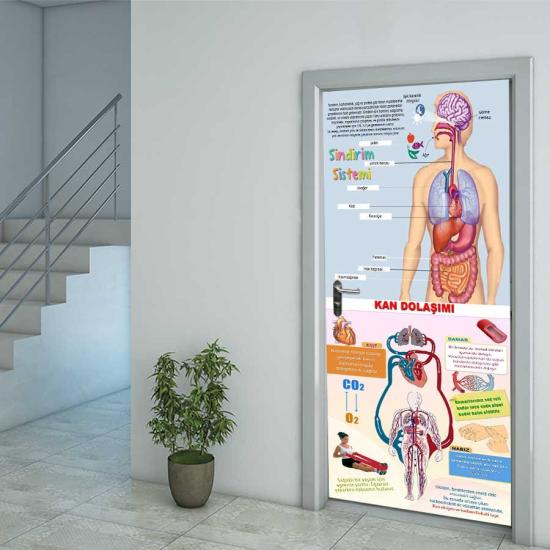 Fen Bilimleri Sindirim Sistemi Ve Kan Dolaşımı Sistemi Kapı Giydirme