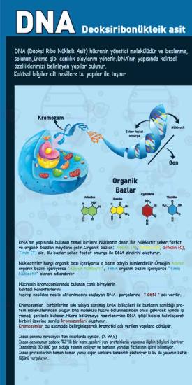 DNA Okul Kapı Giydirme