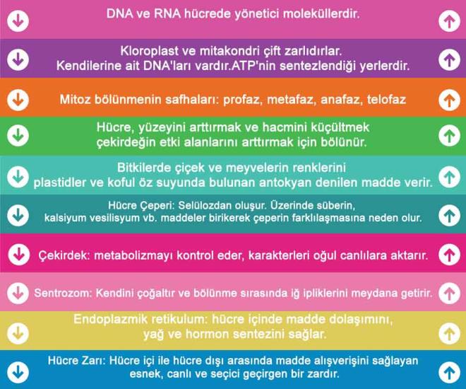 Biyoloji Merdiven Yazısı