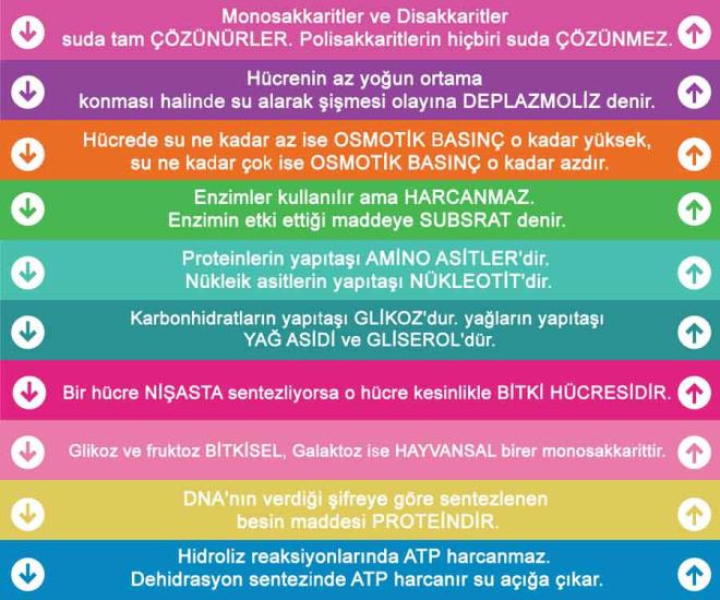 Biyoloji Merdiven Yazısı