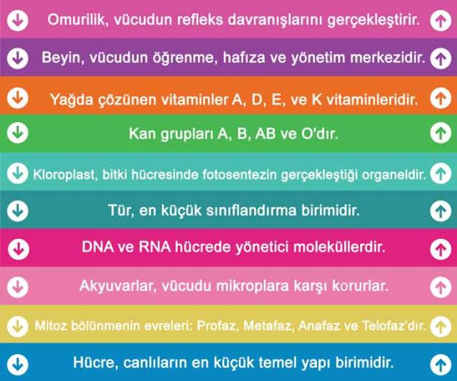 Biyoloji Merdiven Yazıları