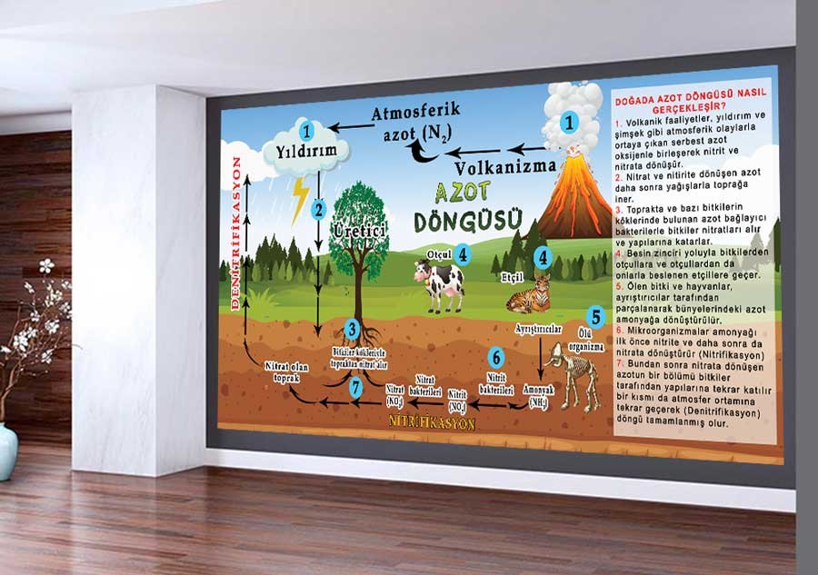 Azot Döngüsü Okul Duvar Görseli