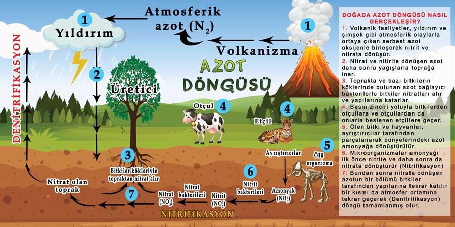 Azot Döngüsü Okul Duvar Görseli