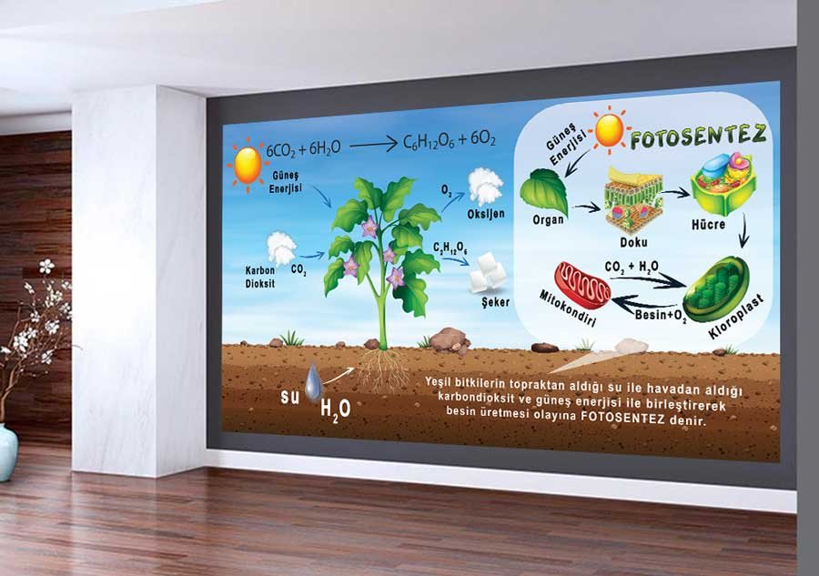 Fotosentez Okul Duvar Görseli