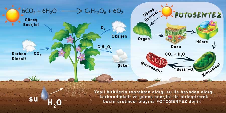 Fotosentez Okul Duvar Görseli