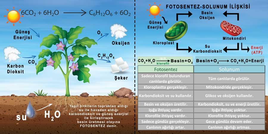 Fotosentez Okul Duvar Görseli