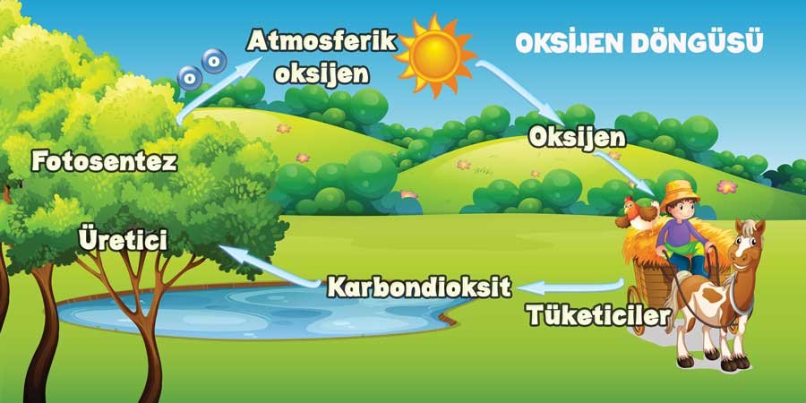 Oksijen Döngüsü Okul Duvar Görseli