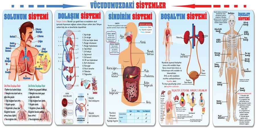 Vücudumuzdaki Sistemler Okul Duvar Görseli