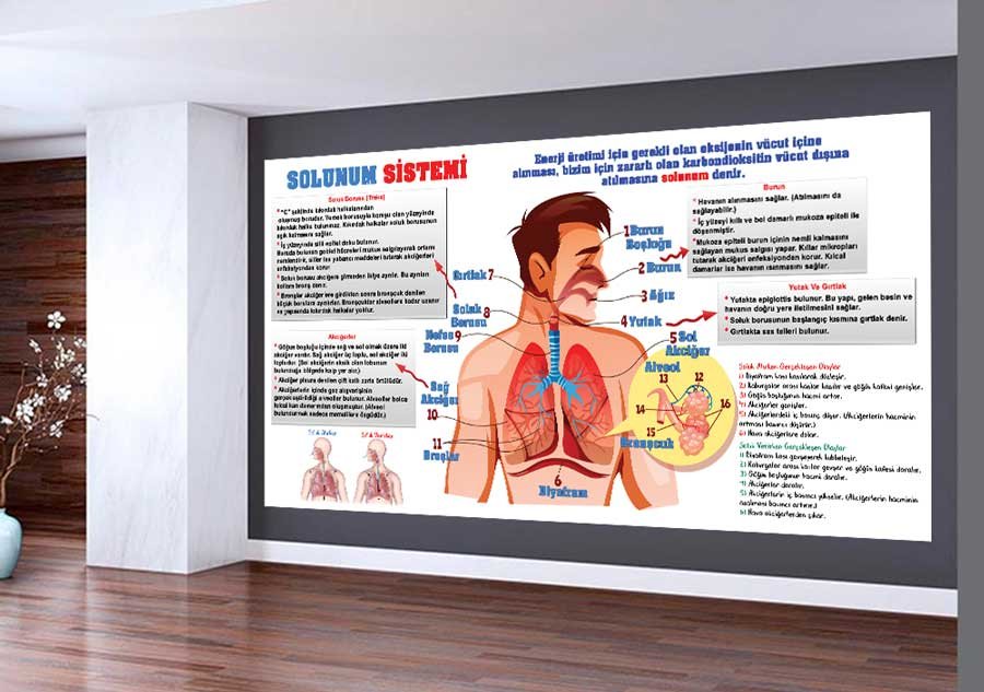 Solunum Sistemi Okul Duvar Görseli