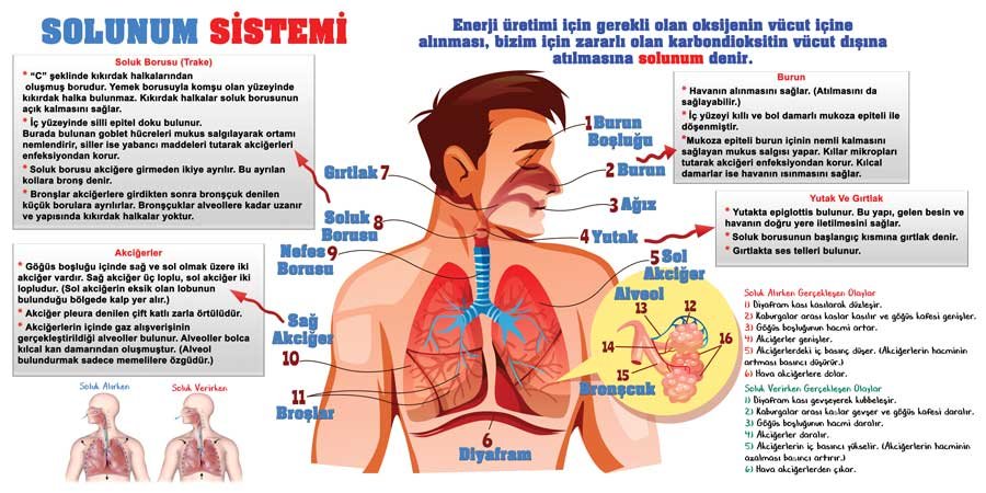 Solunum Sistemi Okul Duvar Görseli