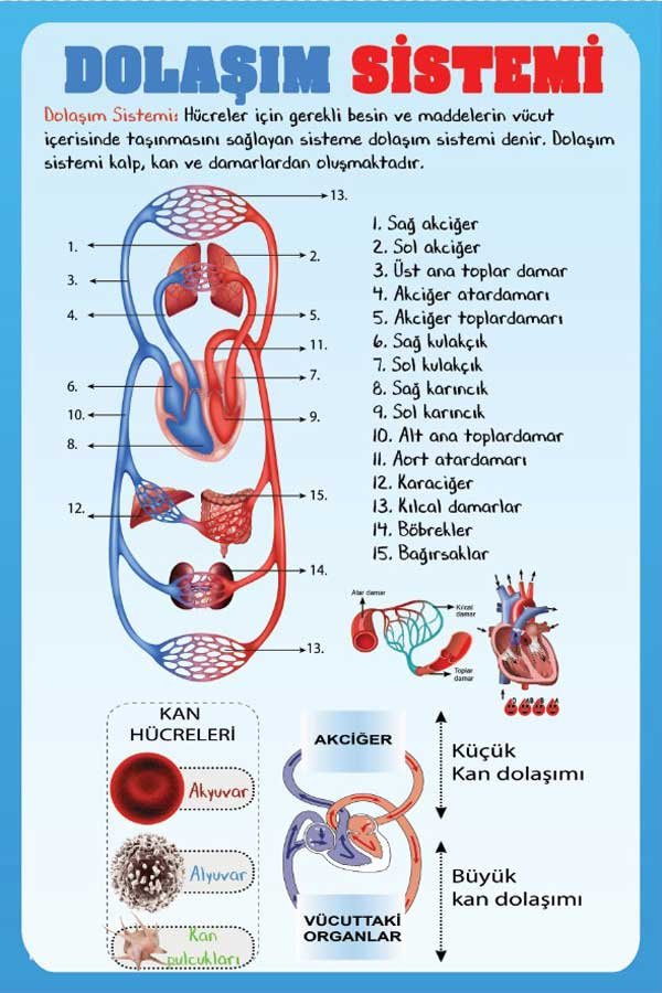 Dolaşım Sistemi Okul Posteri