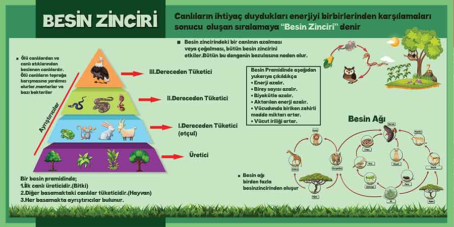 Besin Zinciri Okul Posteri