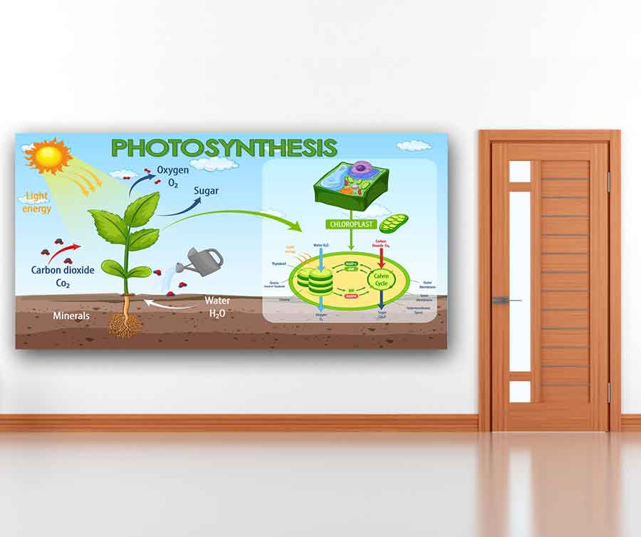 Photosynthesis Okul Posteri