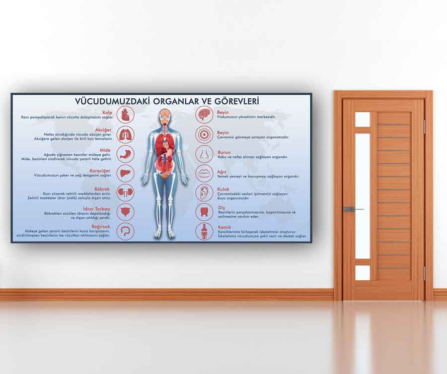 Vücudumuzdaki Organlar ve Görevleri Okul Posteri