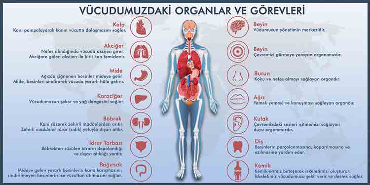 Vücudumuzdaki Organlar ve Görevleri Okul Posteri