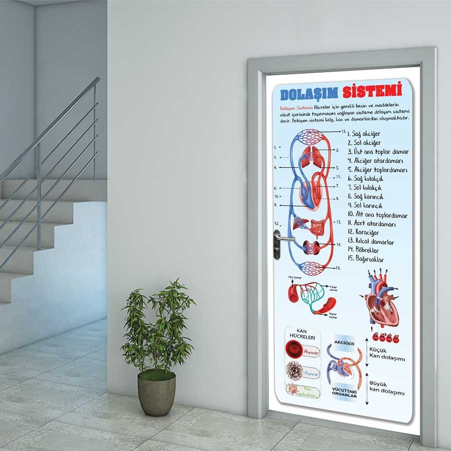 Fen Bilimleri Dolaşım Sistemi Kapı Giydirme