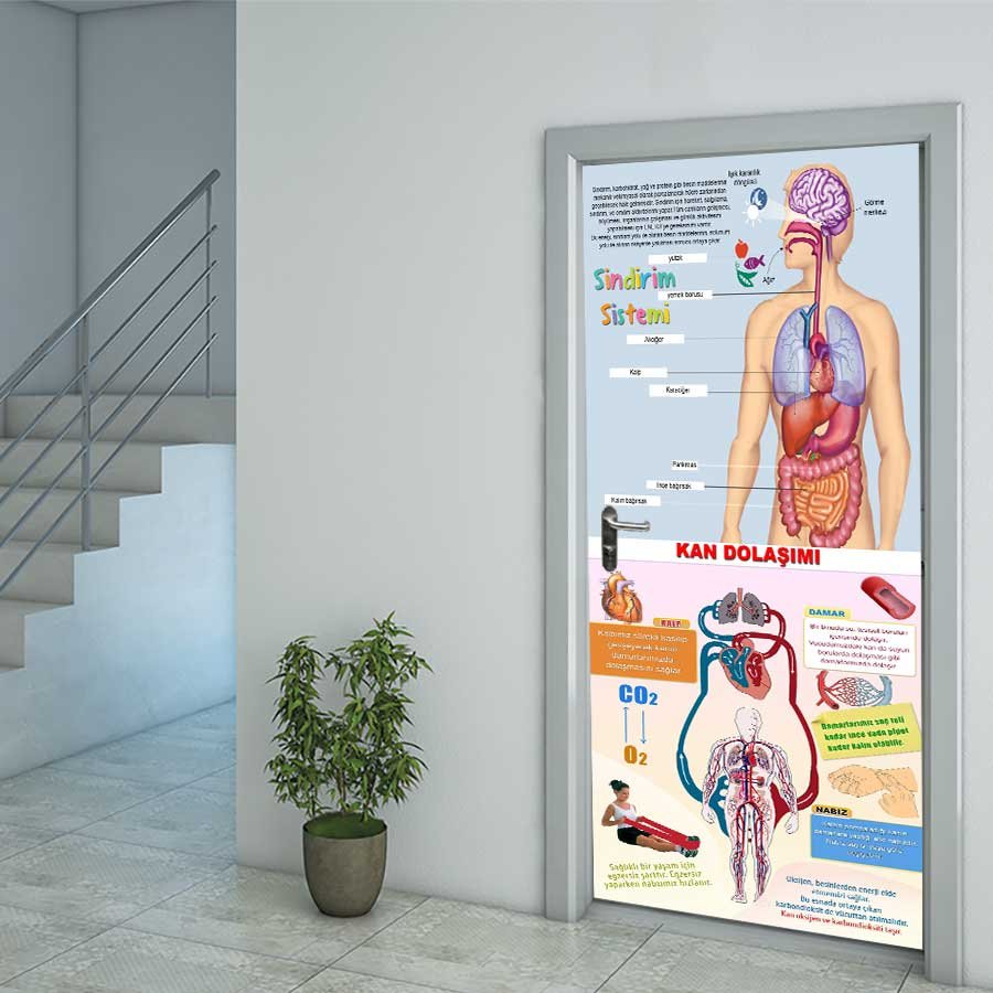 Fen Bilimleri Sindirim Sistemi Ve Kan Dolaşımı Sistemi Kapı Giydirme