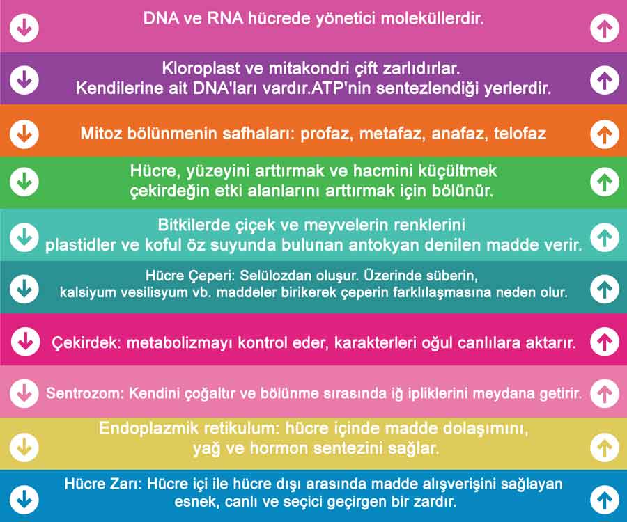 Biyoloji Merdiven Yazısı