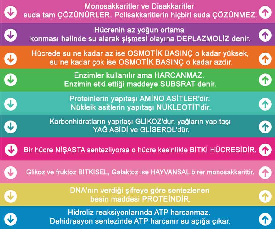 Biyoloji Merdiven Yazısı
